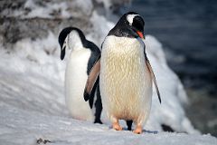 17 A Chinstrap And A Gentoo Penguin On Aitcho Barrientos Island In South Shetland Islands On Quark Expeditions Antarctica Cruise.jpg